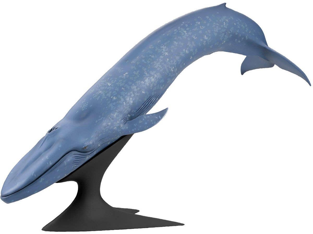 Blue Whale National Museum of Nature and Science Permanent Exhibition (Outdoor Display)